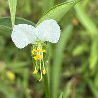 ツユクサ,ツユクサ,山野草,変種,山野草好きの画像