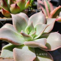 エケベリア,マディバ,多肉植物,備忘録,軒下の画像