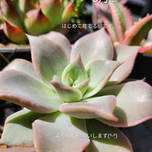 エケベリア,マディバ,多肉植物,備忘録,軒下の画像