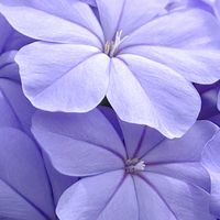 ルリマツリ,大好きな花,瑠璃色,シルエット❤︎,風の中の画像
