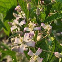 クレマチス,ムラサキボタンヅル,感謝,花のある暮らし,いつまでもの画像