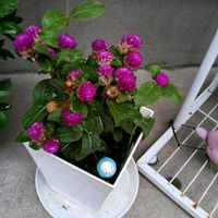 センニチコウの画像