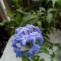 アンゲロニア,センニチコウ,ルリマツリ,和む,種からの画像