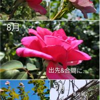 バラ,ノヴァーリス,バラ パローレ,バラ、薔薇、ばら,番外編　♪♪の画像
