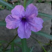 ヤナギバルイラソウ,お出かけ先の画像