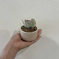 デザートローズ,デザートローズ,アルボレッセンス,アルボレッセンス,多肉植物の画像