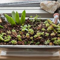 虹の玉,多肉植物の画像
