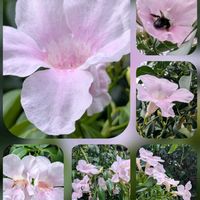 アサガオ,ペチュニア,マツバギク,ソケイノウゼン,八重咲きニチニチソウ❀の画像