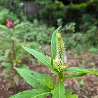 ケイトウ,こぼれ種,久留米ケイトウの画像