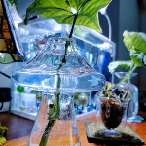 シンゴニウム,ウィローモス,グッピー水槽,一輪挿し,つぶやきの画像