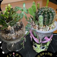 サボテン,寄せ植え,多肉植物,リビングの画像