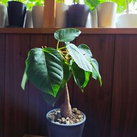 ゴムの木,フィカス,クワ科,熱帯植物,フィカス属の画像