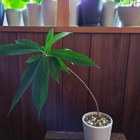 ゴムの木,フィカス,クワ科,熱帯植物,フィカス属の画像