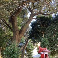 カレックス,ブルースター,ブルースター,クスノキ,キバナコスモスの画像