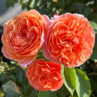 シルクロード,ロサオリエンティス,ばら バラ 薔薇,玄関アプローチの画像
