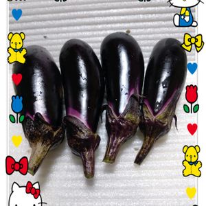 茄子,庭からの恵み,茄子の栽培,茄子の収穫,種蒔きからの栽培の画像