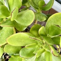 金のなる木,多肉植物,我が家のお花の画像