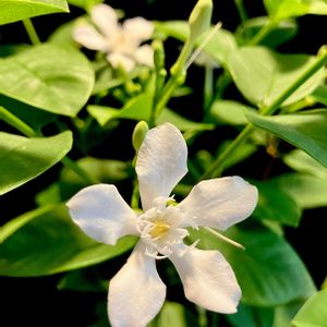 Wrightia antidysenterica,窓辺の画像