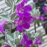 レウコフィラム,可愛い,癒される,素敵,紫色の花の画像