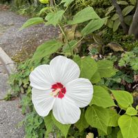 フヨウ,アメリカフヨウの画像