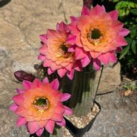 サボテン,花サボテン,多肉植物,サボテンの花,花のある暮らしの画像