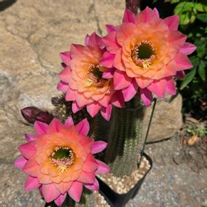 サボテン,花サボテン,多肉植物,サボテンの花,花のある暮らしの画像