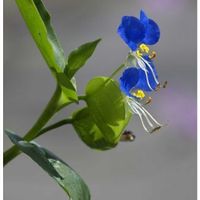 一九献上 和堂,"陽が昇り露草ふたつ開花すや",ツユクサ( 露草 ),Kazyan’s Collecion,季節の花華シリーズ　和堂の画像