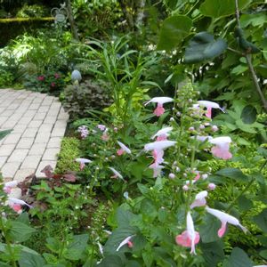 サルビア・コクシネア,ガーデニング,カラーリーフ,夏の花,手作りの庭の画像