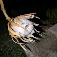 月下美人,熱帯植物,横浜の画像