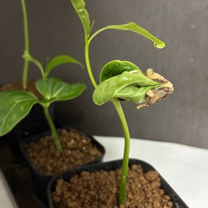 バオバブ,アダンソニア,観葉植物,実生,熱帯植物の画像