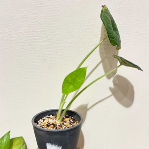 アロカシア,アロカシア・ドラゴンスケール,観葉植物,ジャングル化計画,部屋の画像