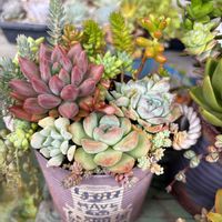 多肉植物,多肉寄せ植え,かわいいな♡,GS日和,庭の画像
