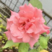 バラ,バラ,バラ,お花のある暮らし,家庭菜園の画像