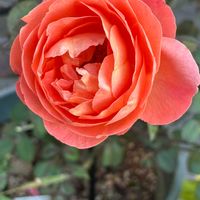 ガイラルディア,バラ,バラ,花火の画像