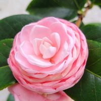 クレオメ,金魚草,乙女椿,オトメツバキ,江戸風情の画像