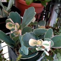 胡蝶の舞,多肉植物,斑入り。,斑入りの葉っぱの画像