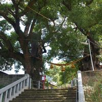 クスノキ,今日のお花,福山雅治,映画も好き,人に優しくの画像