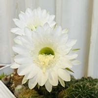 短毛丸,多肉・サボテン,白が好き,白い花♡,いつも心に太陽をの画像