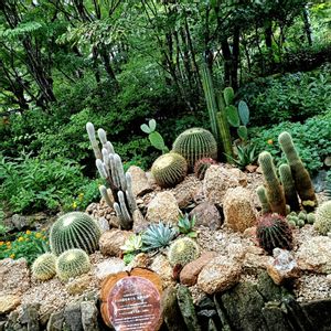 観葉植物,ネコ好き,花のある暮らし,植物のある暮らし,植中毒の画像
