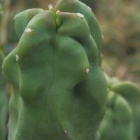 ハオルチア,多肉植物,観葉植物,塊根植物,サボテン科の画像