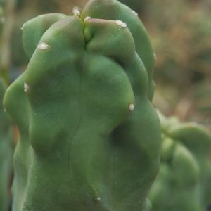 ハオルチア,多肉植物,観葉植物,塊根植物,サボテン科の画像