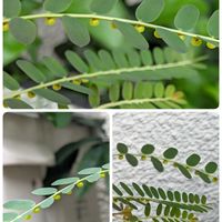 ツルムラサキ,コミカンソウの画像