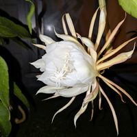 サガリバナ,月下美人,熱帯植物,横浜の画像