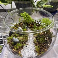 コウヤノマンネングサ,苔のテラリウム,苔テラリウム,苔 (コケ)の画像