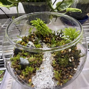 コウヤノマンネングサ,苔のテラリウム,苔テラリウム,苔 (コケ)の画像