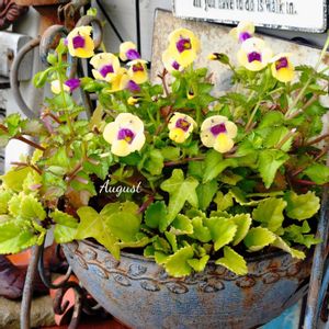 トレニア,寄せ植え,可愛い,庭の花,癒しの画像