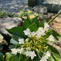 ガーベラ,ガザニア,アジサイ 隅田の花火,ムラサキルーシャン,ガーデニングの画像