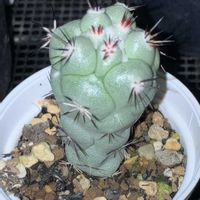 ユーフォルビア属,オルテゴカクタス・マクドガリー,アロエ原種,多肉植物,塊根植物の画像