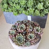 ピンキー,光るオブツーサ,柱サボテン,ルンデリー×ラウ030,多肉植物の画像