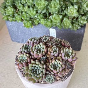 ピンキー,光るオブツーサ,柱サボテン,ルンデリー×ラウ030,多肉植物の画像